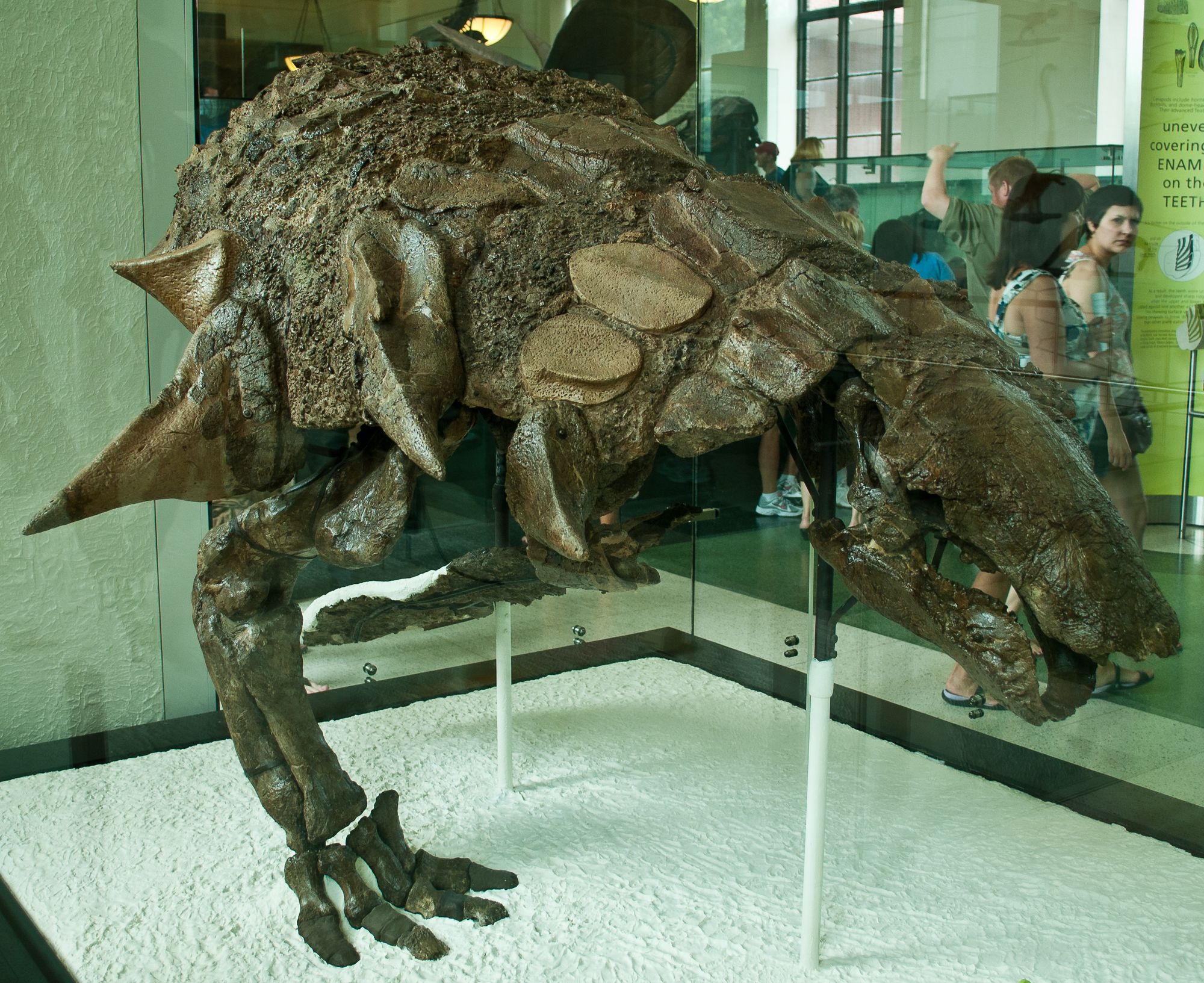 Fóssil mostra que dinossauros também ficavam gripados