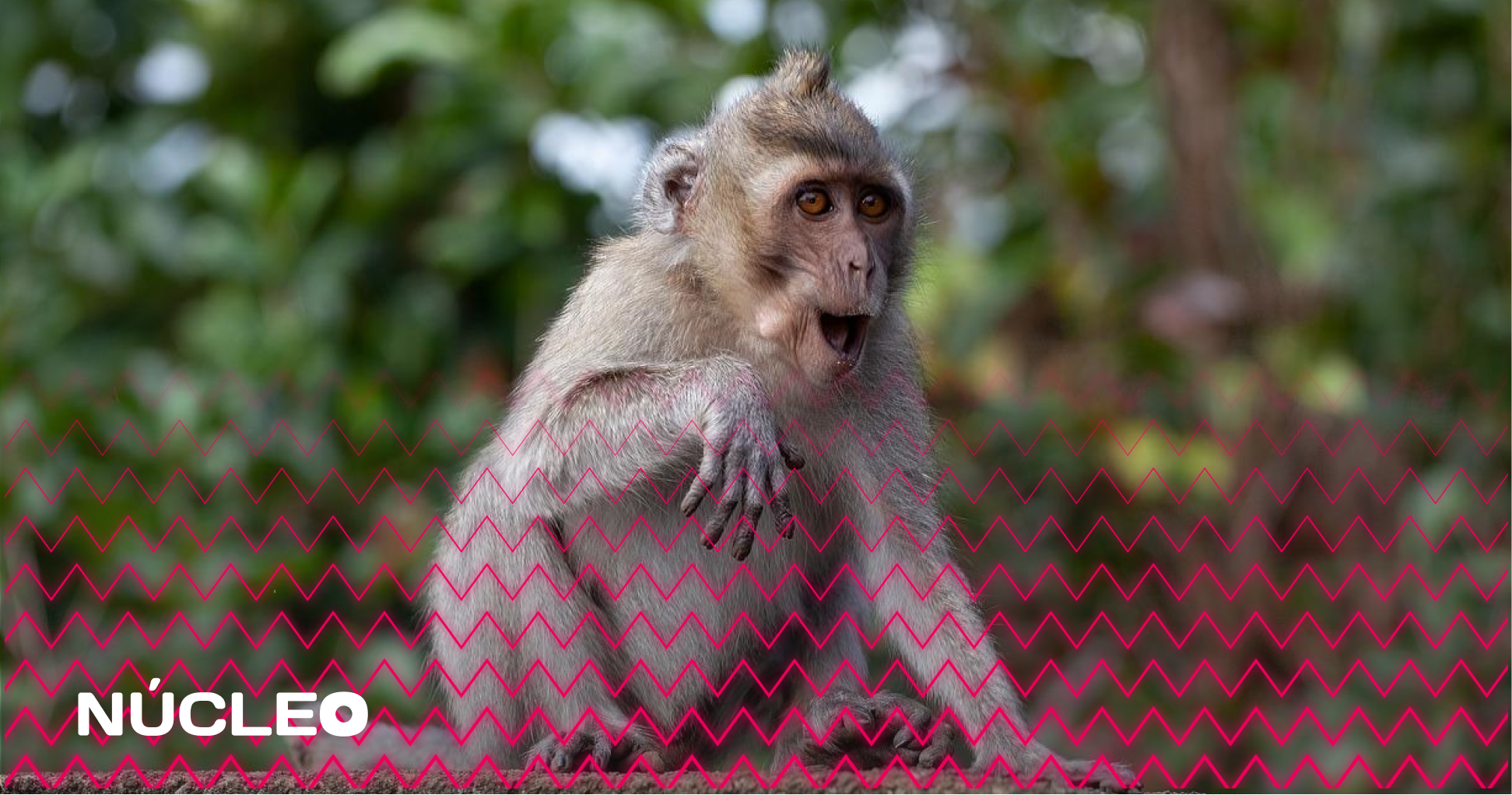 Varíola dos macacos: a culpa não é deles!