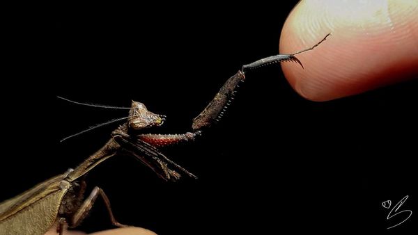 Guarde o chinelo: esses insetos vão melhorar seu dia